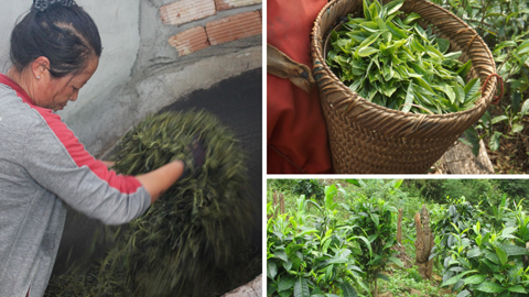 Collecting and roasting of tea leaves.